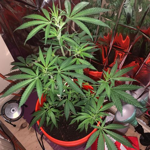 Blue Cheese growlog timeline photo