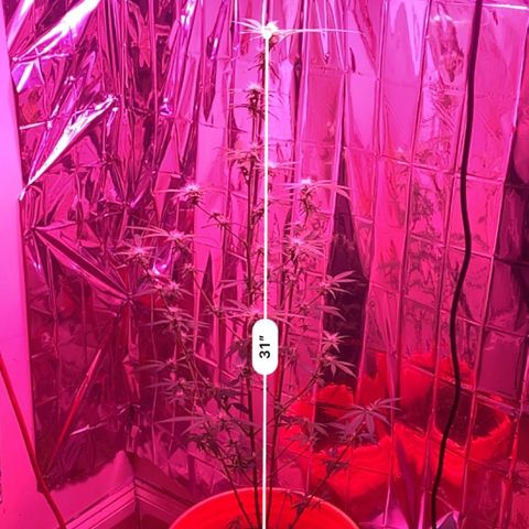 Blue Cheese growlog timeline photo