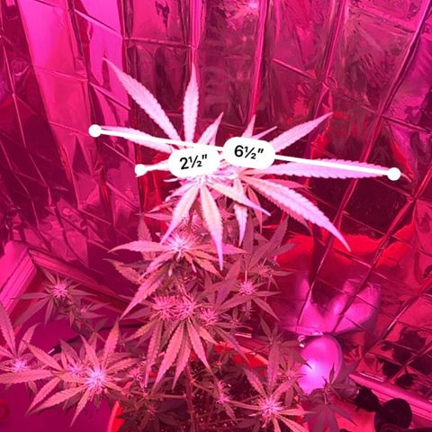 Blue Cheese growlog timeline photo