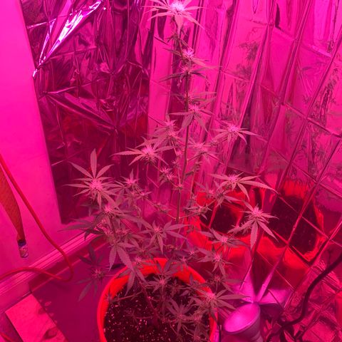 Blue Cheese growlog timeline photo