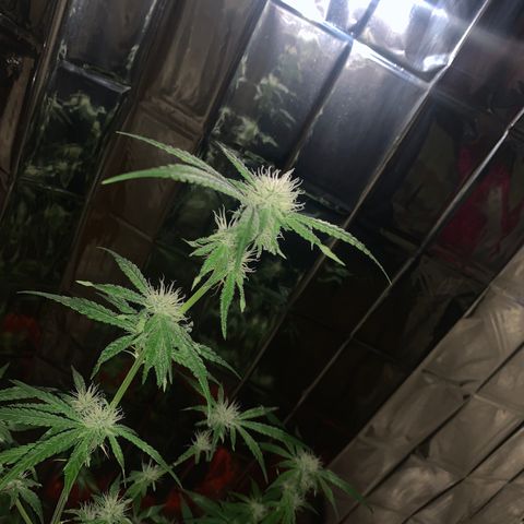 Blue Cheese growlog timeline photo