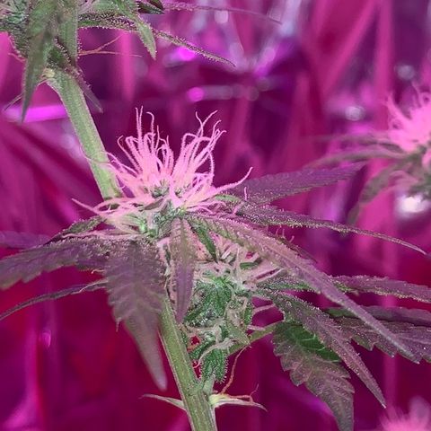 Blue Cheese growlog photo: 100% HEALTHY