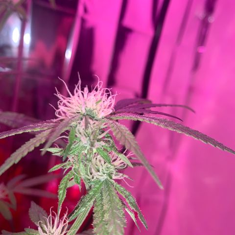 Blue Cheese growlog photo: 100% HEALTHY