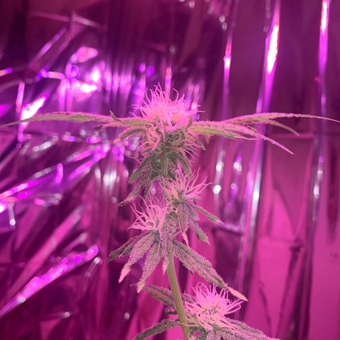 Blue Cheese growlog photo: 100% HEALTHY