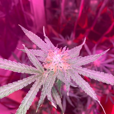 Blue Cheese growlog timeline photo