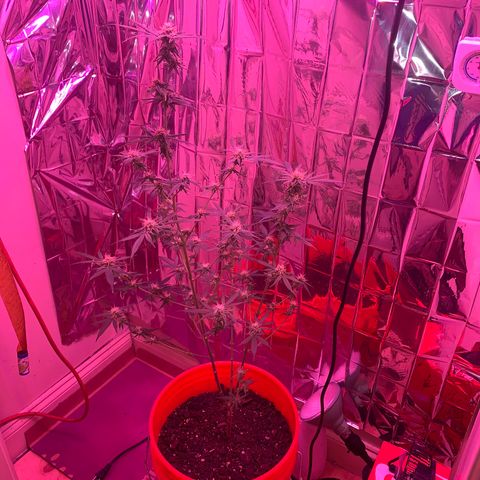 Blue Cheese growlog timeline photo