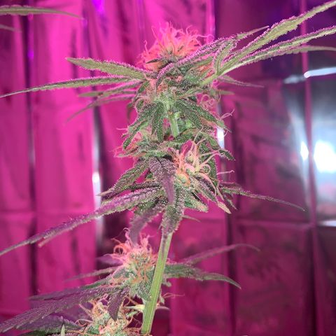 Blue Cheese growlog timeline photo