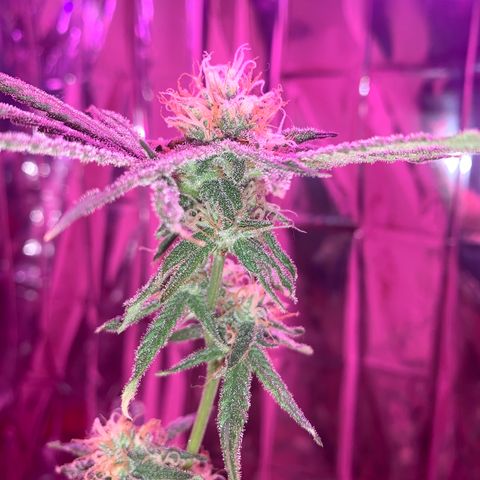 Blue Cheese growlog timeline photo