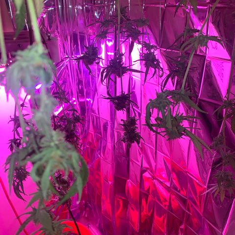Blue Cheese growlog timeline photo