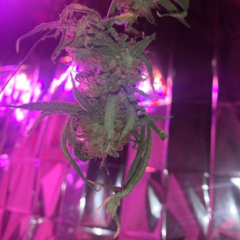Blue Cheese growlog timeline photo