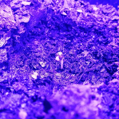 Pot A growlog timeline photo