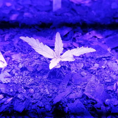 Pot A growlog timeline photo