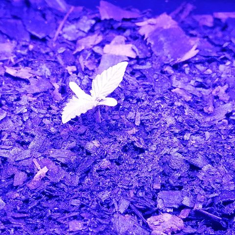Pot B growlog timeline photo
