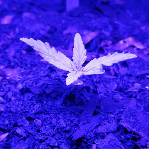 Pot A growlog timeline photo