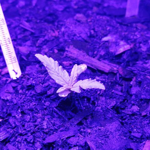 Pot A growlog timeline photo