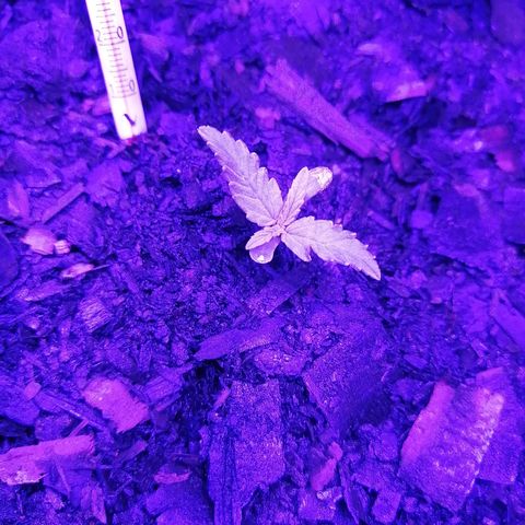 Pot A growlog timeline photo