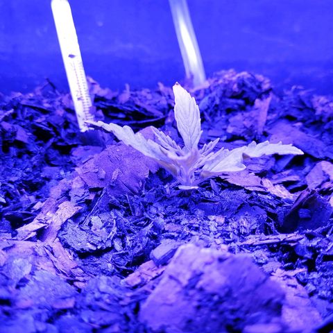 Pot A growlog timeline photo