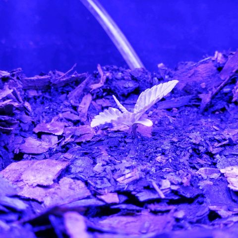 Pot B growlog timeline photo