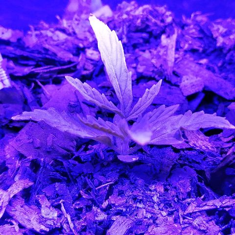 Pot A growlog timeline photo