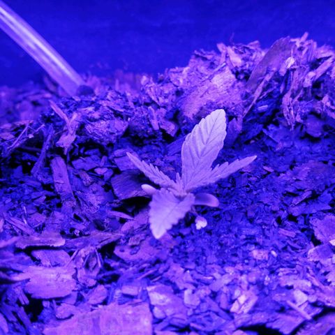 Pot B growlog timeline photo