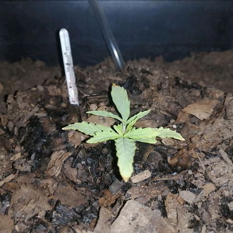 Pot A growlog timeline photo