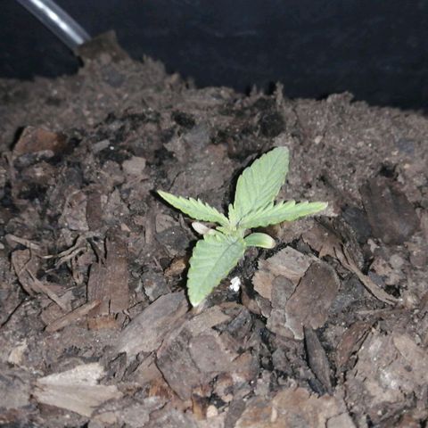 Pot B growlog timeline photo