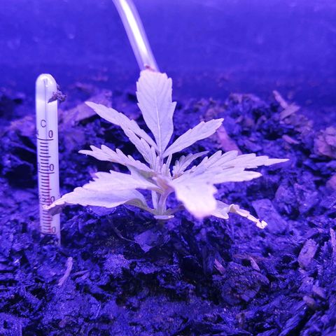 Pot A growlog timeline photo