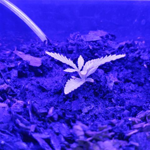 Pot B growlog timeline photo