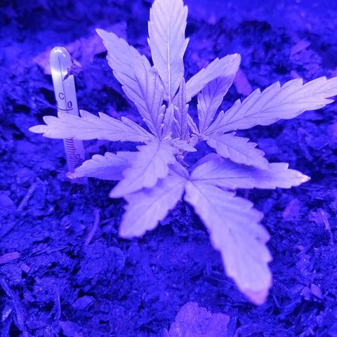 Pot A growlog timeline photo