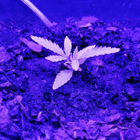 Pot B growlog timeline photo