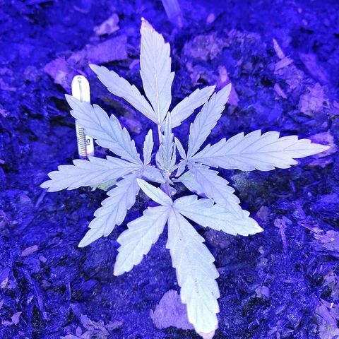 Pot A growlog timeline photo