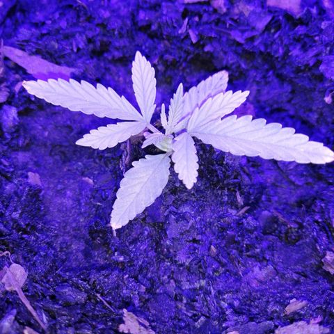 Pot B growlog timeline photo