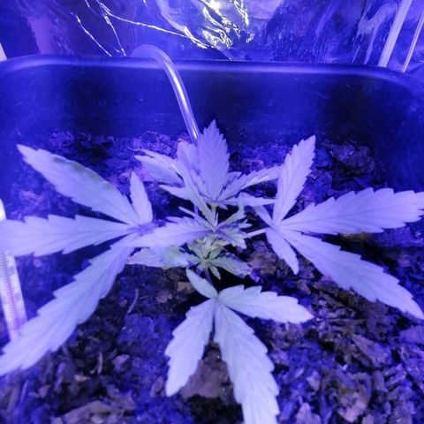 Pot A growlog timeline photo