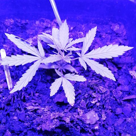 Pot A growlog timeline photo