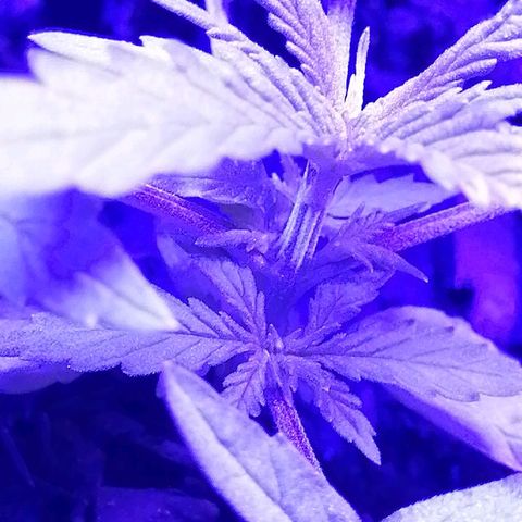 Pot A growlog timeline photo