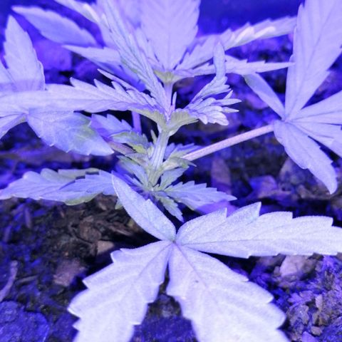 Pot A growlog timeline photo