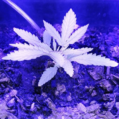 Pot B growlog timeline photo