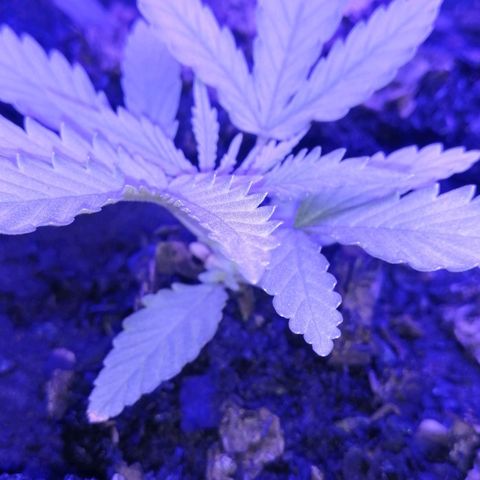 Pot B growlog timeline photo