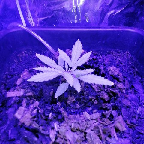 Pot B growlog timeline photo