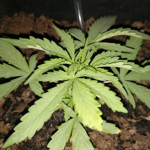 Pot A growlog timeline photo