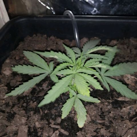 Pot A growlog timeline photo