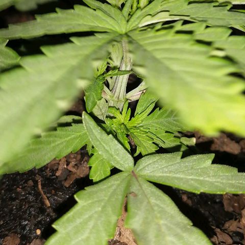 Pot A growlog timeline photo