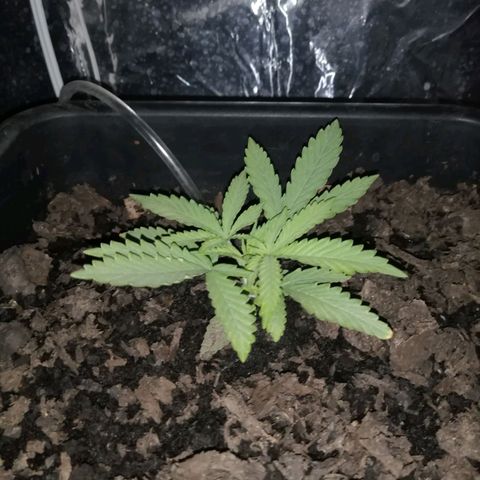 Pot B growlog timeline photo