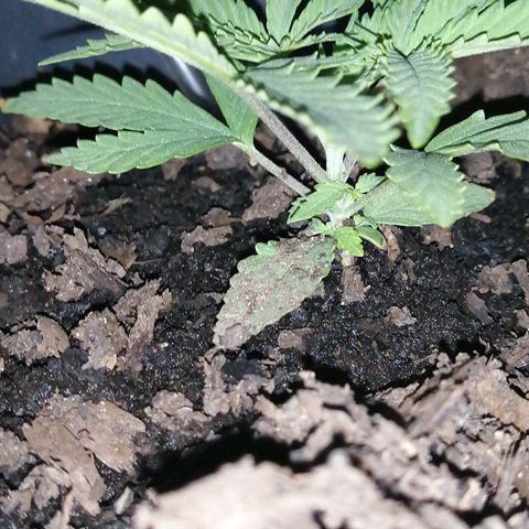Pot B growlog timeline photo