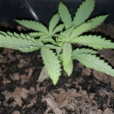 Pot B growlog timeline photo