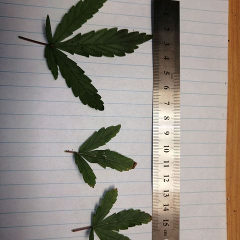 Pot A growlog photo: Trimmings 