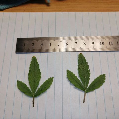 Pot B growlog photo: Trimmings 