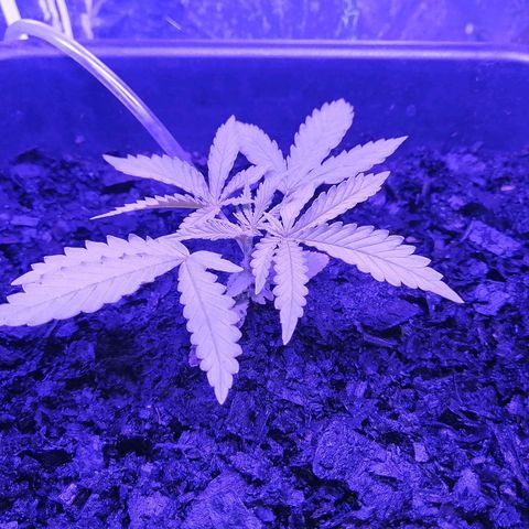 Pot B growlog timeline photo