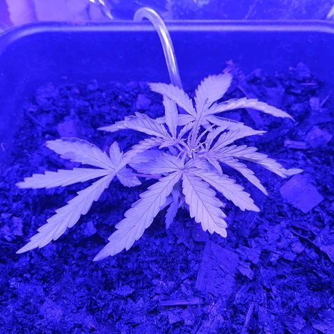 Pot A growlog timeline photo