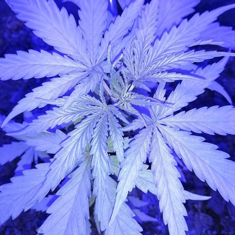 Pot A growlog timeline photo